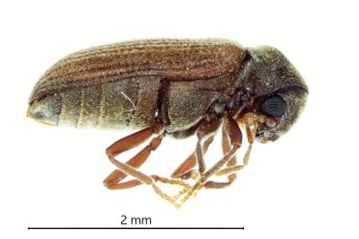 <i>Anobium punctatum</i>