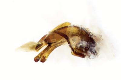 <i>Anobium punctatum</i>