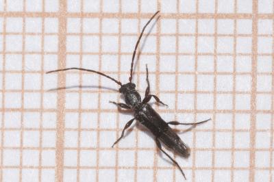 <i>Nathrius brevipennis</i>