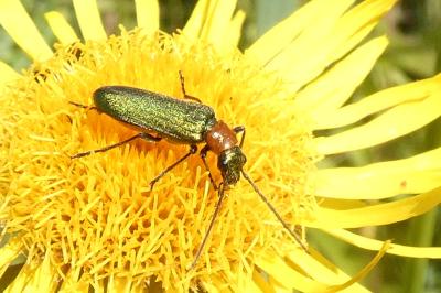 <i>Anogcodes seladonius</i>