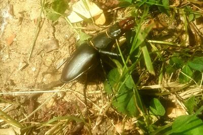 <i>Lucanus cervus</i>