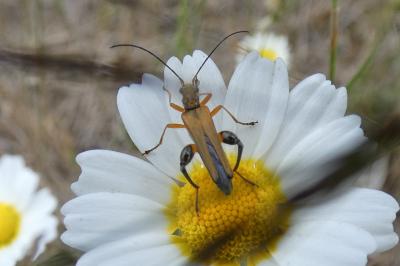 <i>Oedemera podagrariae</i>