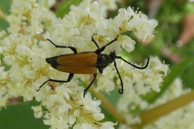 <i>Stictoleptura fulva</i>