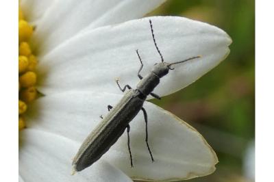 <i>Dolichosoma lineare</i>