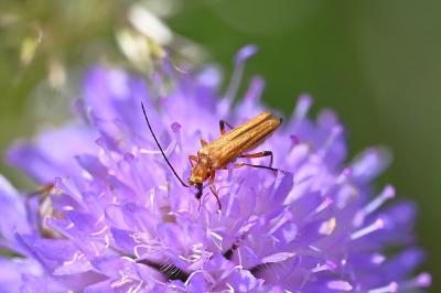 <i>Oedemera podagrariae</i>