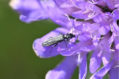 <i>Oedemera nobilis</i>
