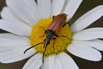 <i>Pseudovadonia livida</i>