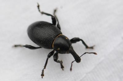<i>Liparus coronatus</i>