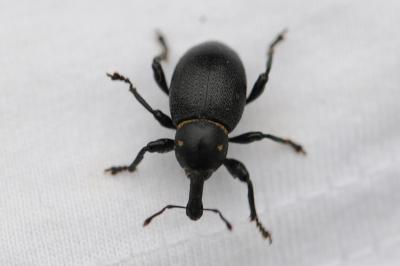 <i>Liparus coronatus</i>