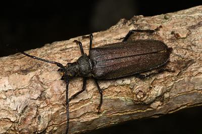 <i>Aegosoma scabricorne</i>