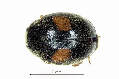 <i>Scymnus bivulnerus</i>