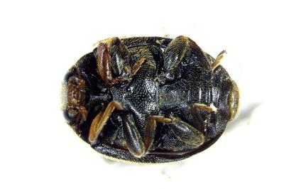 <i>Scymnus bivulnerus</i>