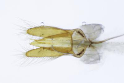 <i>Scymnus bivulnerus</i>