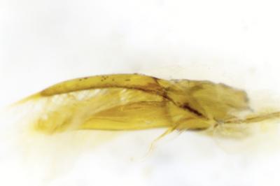 <i>Scymnus bivulnerus</i>