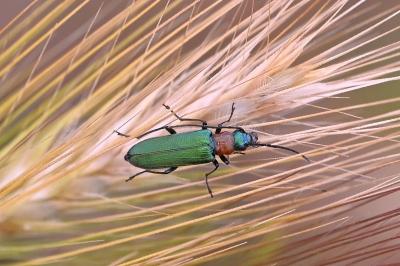 <i>Anogcodes seladonius</i>