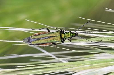 <i>Oedemera nobilis</i>