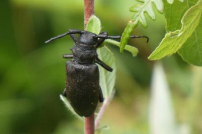 <i>Lamia textor</i>
