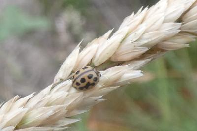 <i>Tytthaspis sedecimpunctata</i>