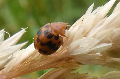 <i>Subcoccinella vigintiquatuorpunctata</i>