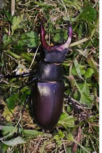 <i>Lucanus cervus</i>