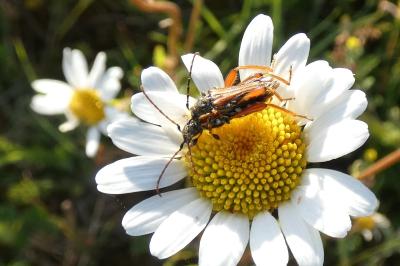 <i>Stenopterus rufus</i>
