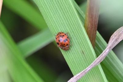 <i>Subcoccinella vigintiquatuorpunctata</i>