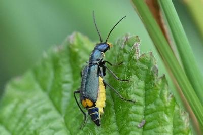 <i>Clanoptilus elegans</i>
