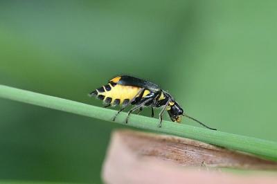<i>Clanoptilus elegans</i>