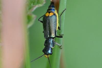 <i>Clanoptilus elegans</i>