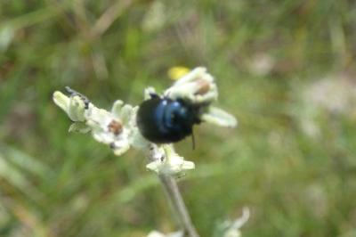 <i>Chrysolina</i>