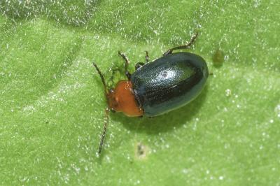 <i>Podagrica fuscipes</i>