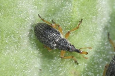 <i>Pseudapion moschatae</i>