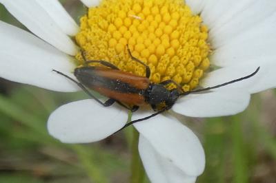 <i>Stenurella melanura</i>