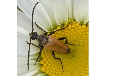 <i>Stictoleptura fulva</i>
