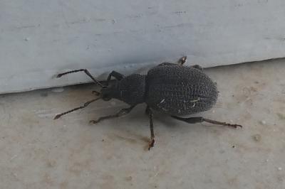 <i>Otiorhynchus rugosostriatus</i>