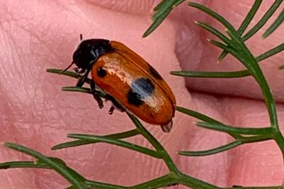 <i>Clytra quadripunctata</i>