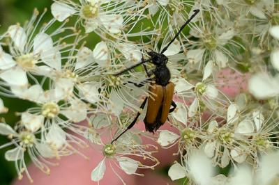 <i>Stictoleptura fulva</i>