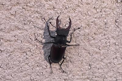 <i>Lucanus cervus</i>