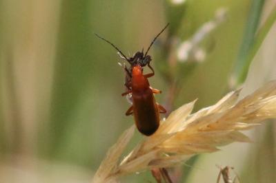 <i>Rhagonycha fulva</i>
