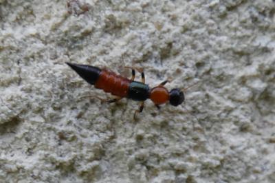 <i>Paederus littoralis</i>