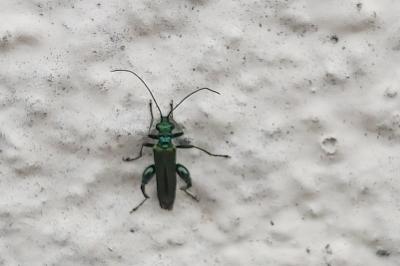<i>Oedemera nobilis</i>