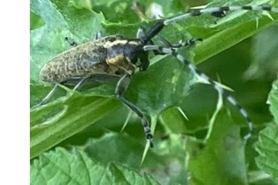 <i>Agapanthia villosoviridescens</i>