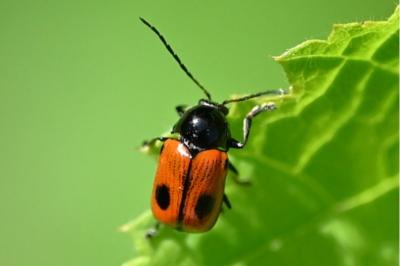 <i>Cryptocephalus bipunctatus</i>
