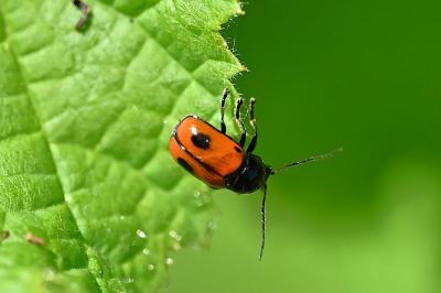 <i>Cryptocephalus bipunctatus</i>