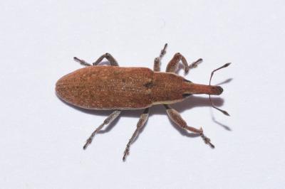 Lixus punctiventris