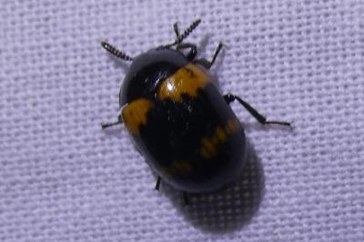 <i>Diaperis boleti</i>