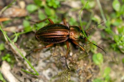 <i>Carabus auratus</i>
