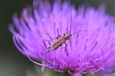 <i>Oedemera nobilis</i>