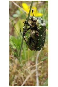 <i>Cetonia aurata</i>