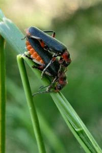 <i>Cantharis rustica</i>